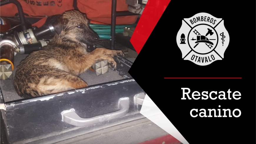 Rescate canino